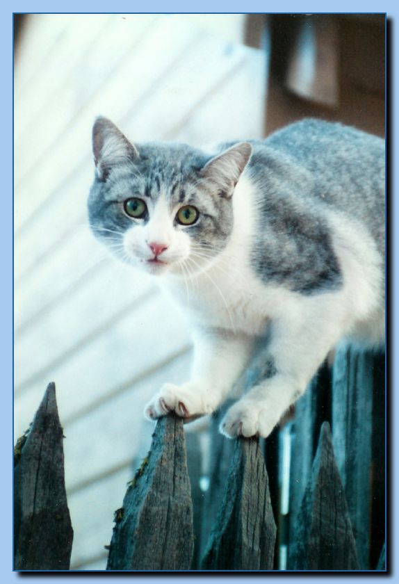 2-07  animal portrait-archive-0001
